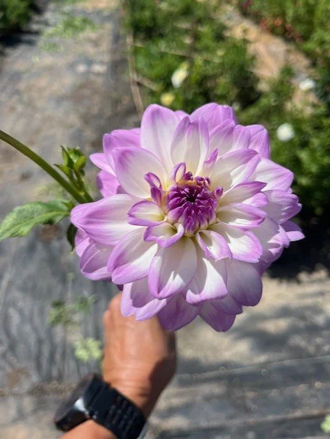 Mikayla Miranda Dahlia Tuber