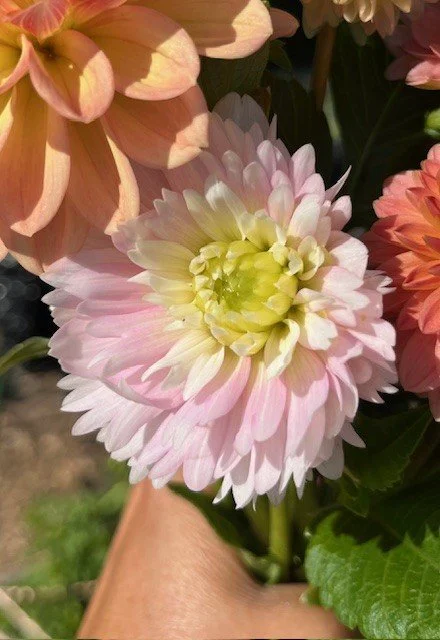 Chilsons in field bouq.jfif