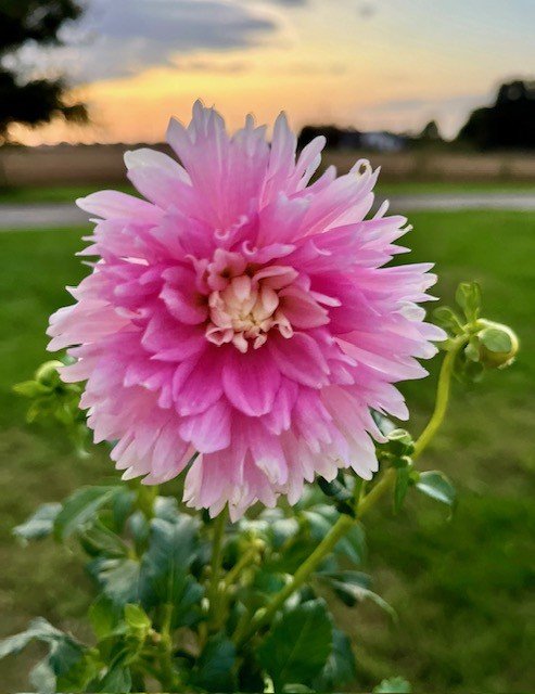 Chilsons bloom in field.jfif