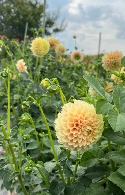 sweet suzanne field.jfif