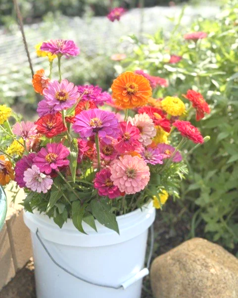 mixed+zinnia+bucket.png