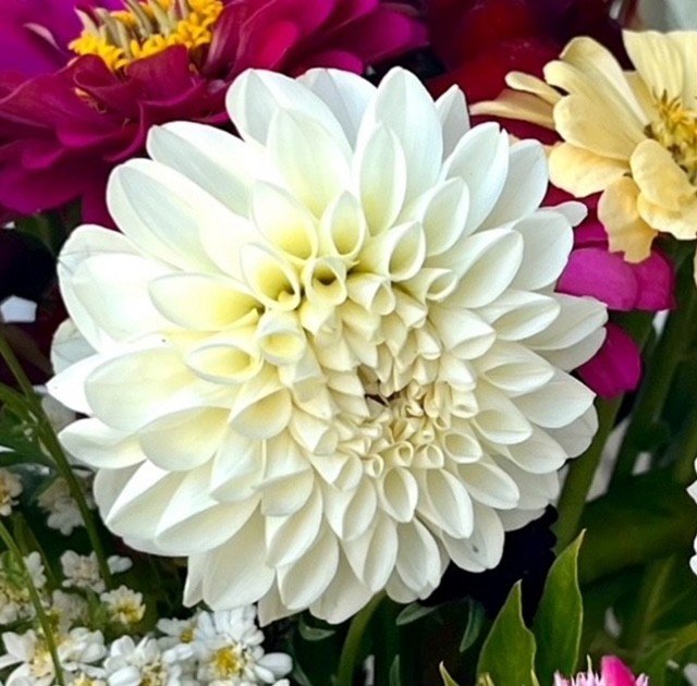 Boom boom dahlia.jpg