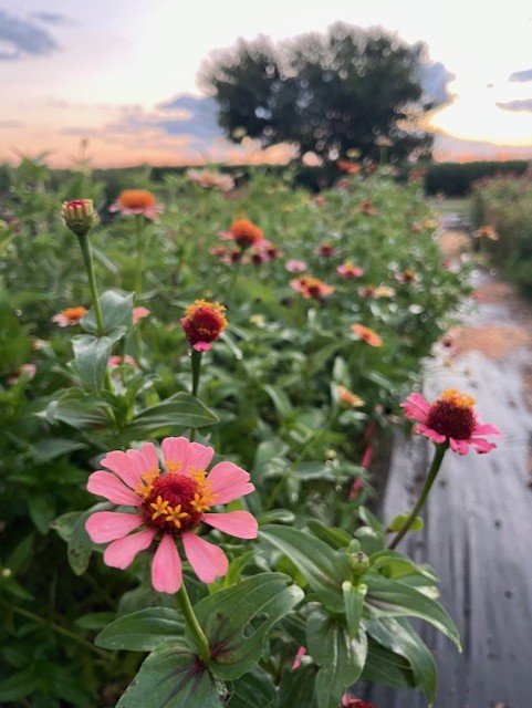 twilight row of zinnias.jpg