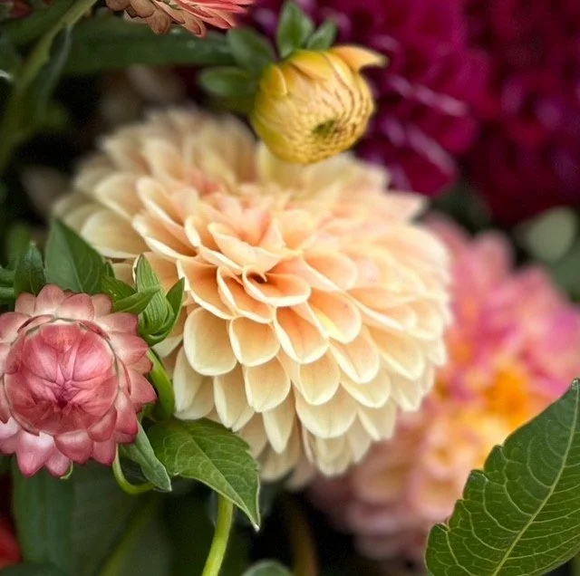 Sweet Suzanne Dahlia Tuber