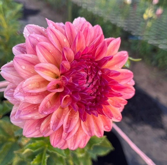 Ferncliff Copper Dahlia Tuber