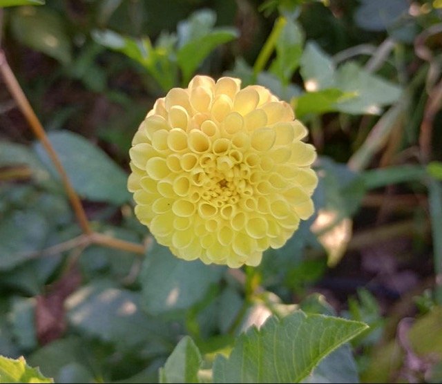 Little Scottie Dahlia Tuber