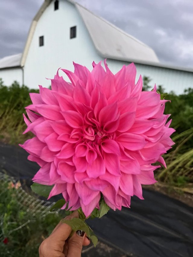 Cafe au lait Rose Dahlia Tuber