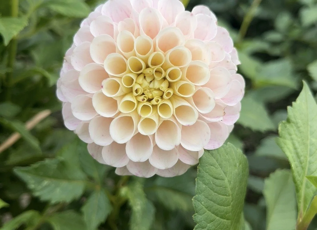 Daddy's Girl Dahlia Tuber