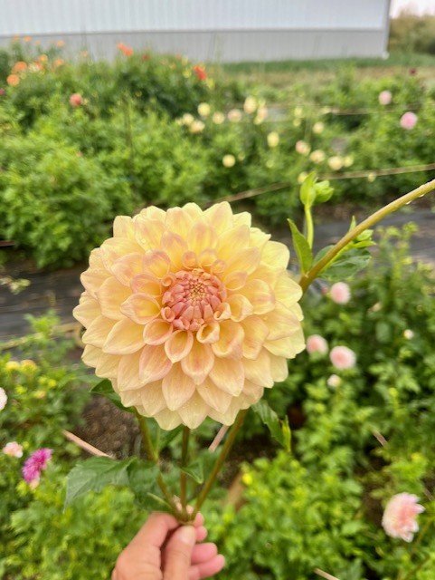 light yellow butterscotch dahli.jpg