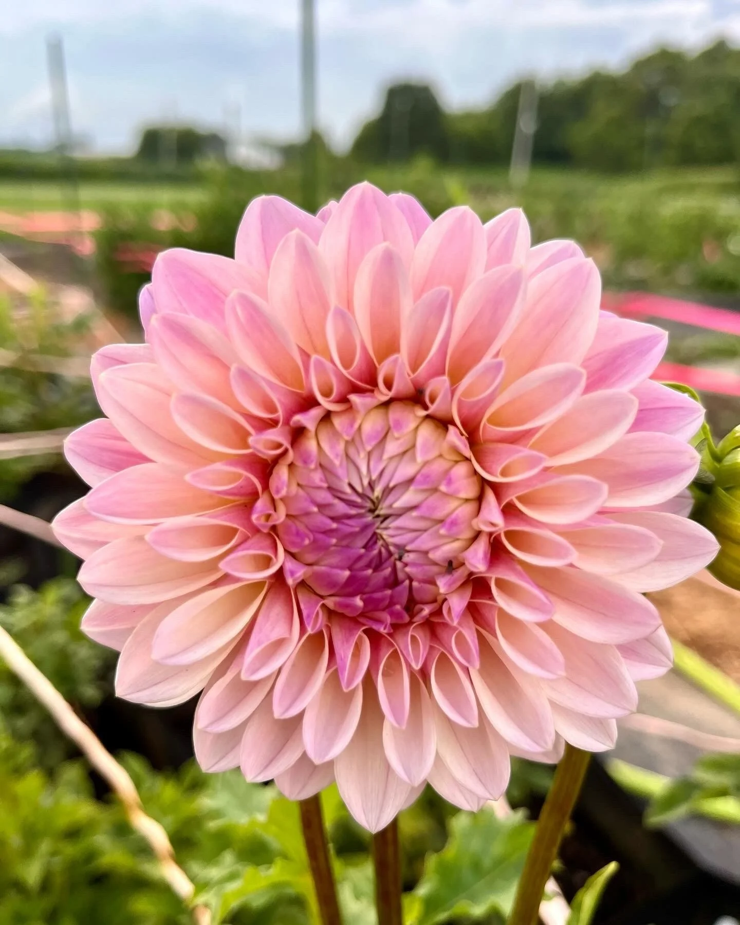 Sweet Nathalie Dahlia Tuber