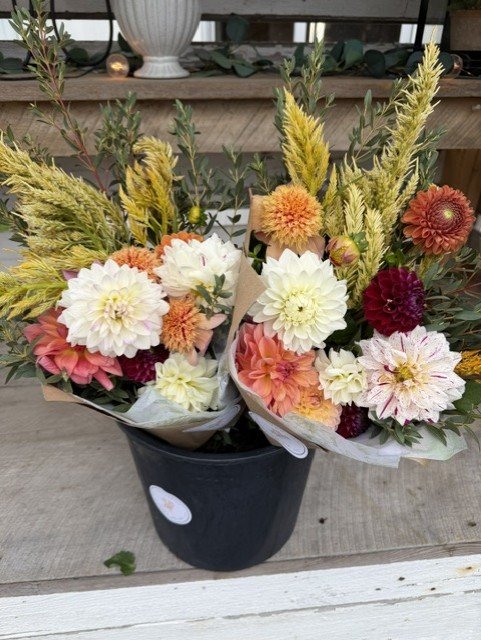 Yellow Celosia.jfif