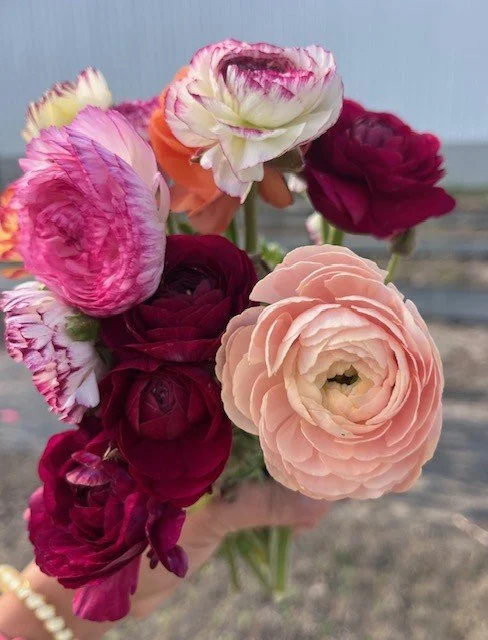 Ranunculus.jfif