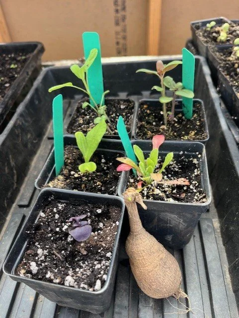 Garden Starter pack mock up.jfif