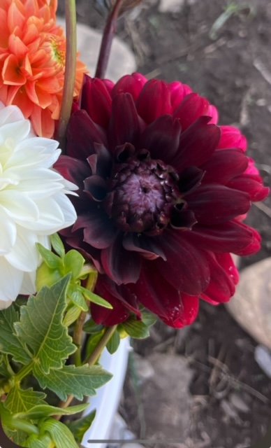 Karma Choc Dahlia Tuber