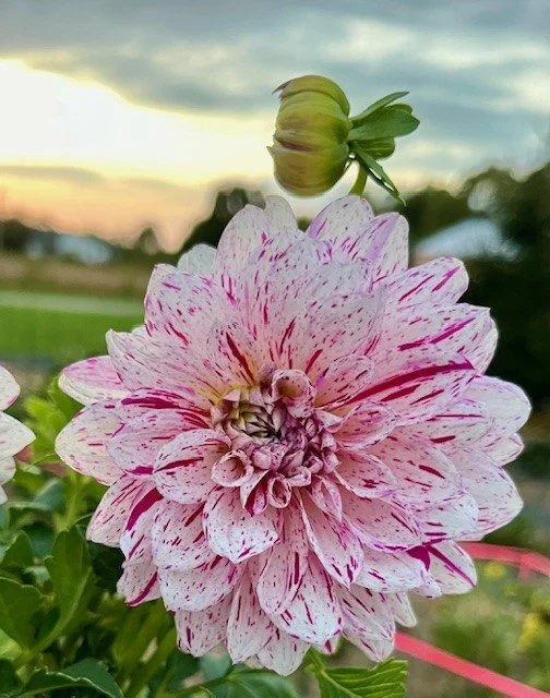 Bristol Fleck Dahlia Tuber