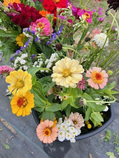Bucket of blooms in field.jfif