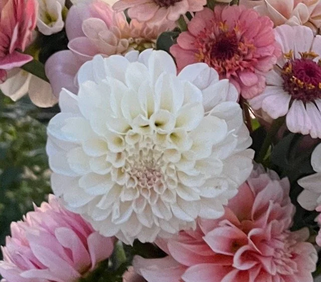 holly hill milss white 2.png