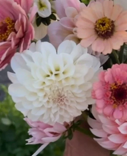 Hollyhill Miss White