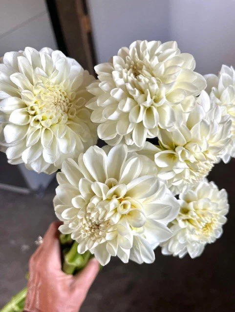 Boom Boom Dahlia Tuber