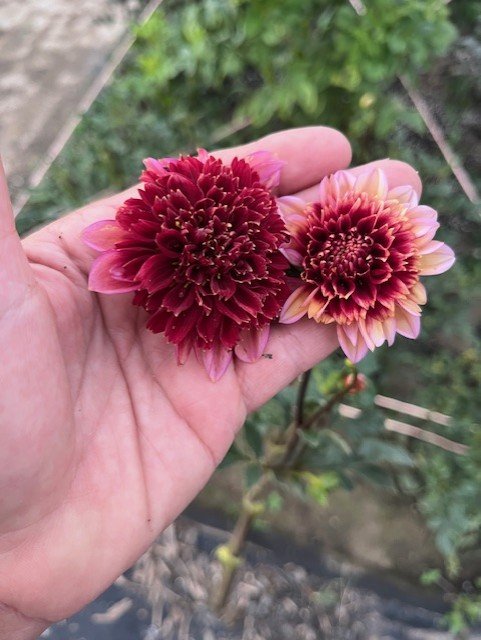 Gitty up blooms in hand side by side.jfif