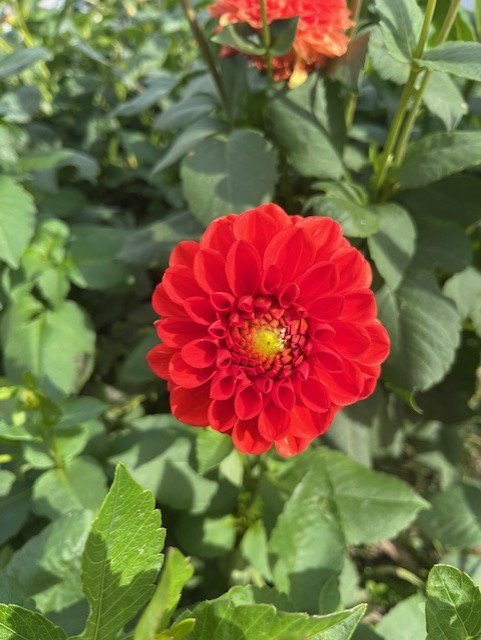 lollipop front view with green center.jfif