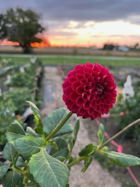 Cornel Dahlia Tuber