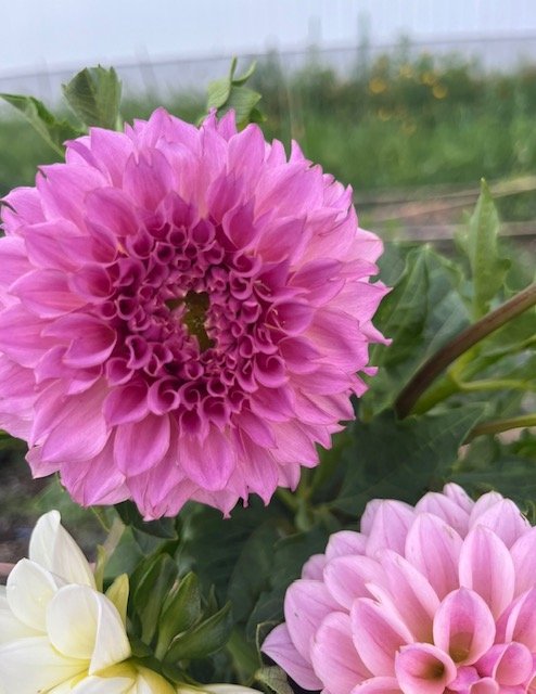 Cupcake Dahlia Tuber