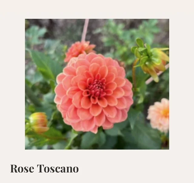 Rose Toscano Dahlia Tuber