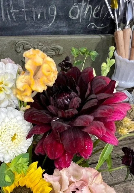 karma choc close up by chalk board.jfif