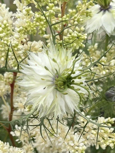 close up nigella.jfif