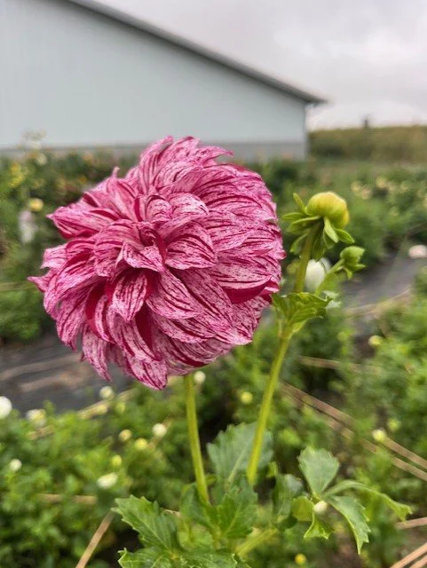 JK Lauren Dahlia Tuber