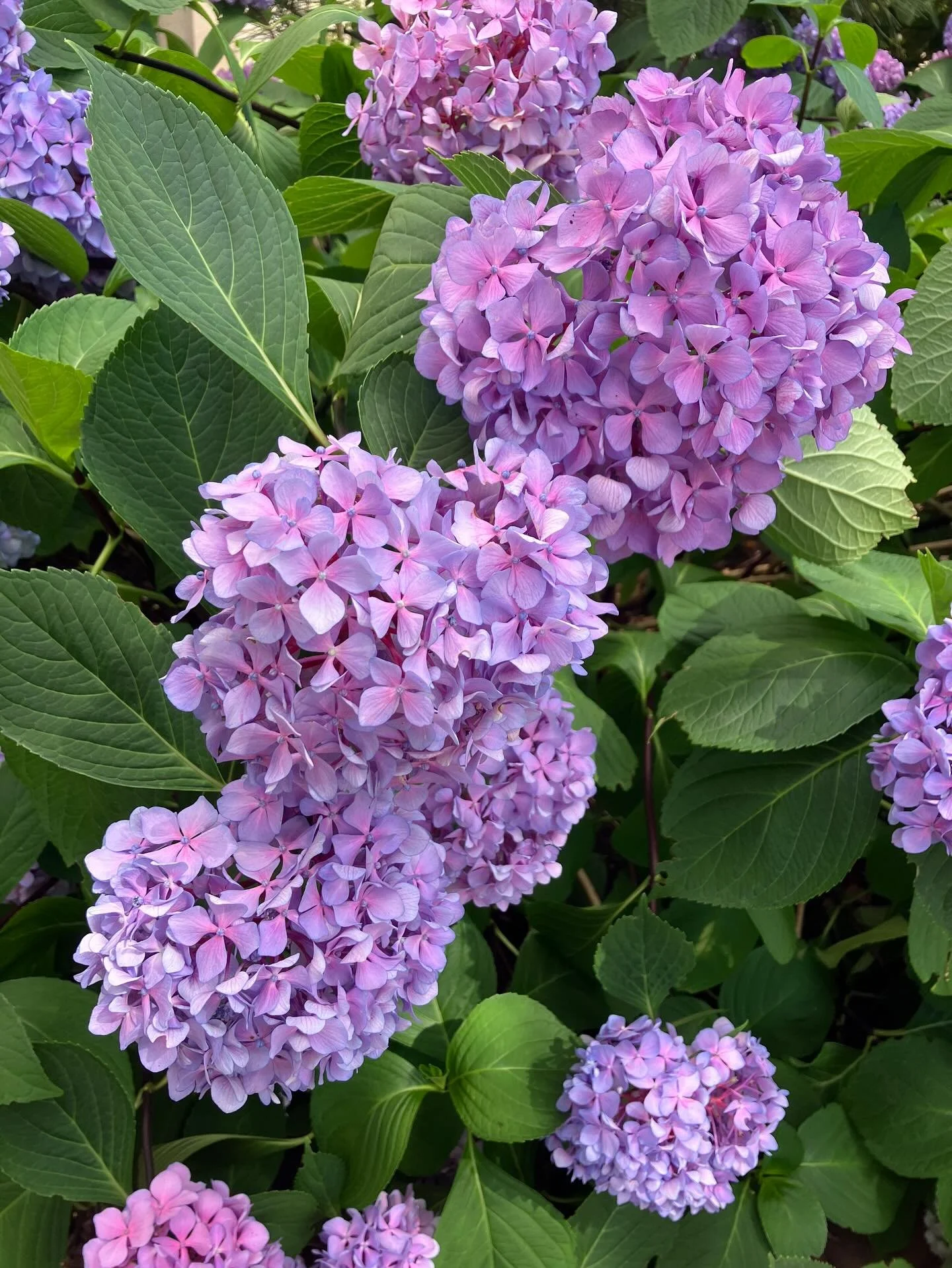 These colors!