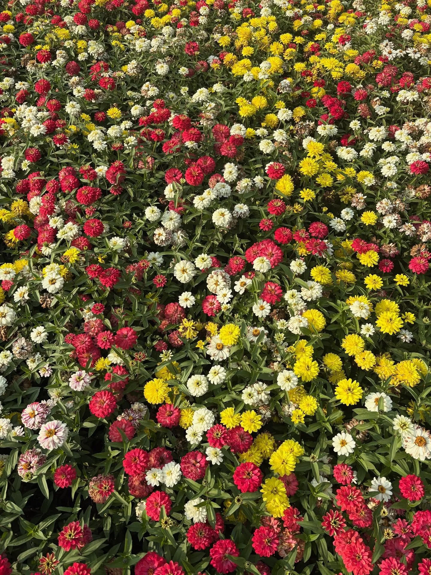 Zinnias!

#flowers #flowerlovers