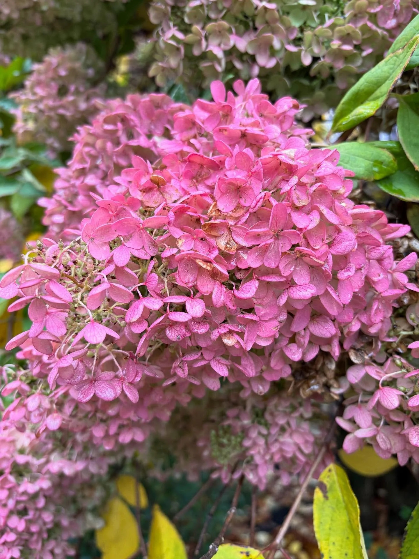Panicle hydrangeas doing their October thing. ❤️