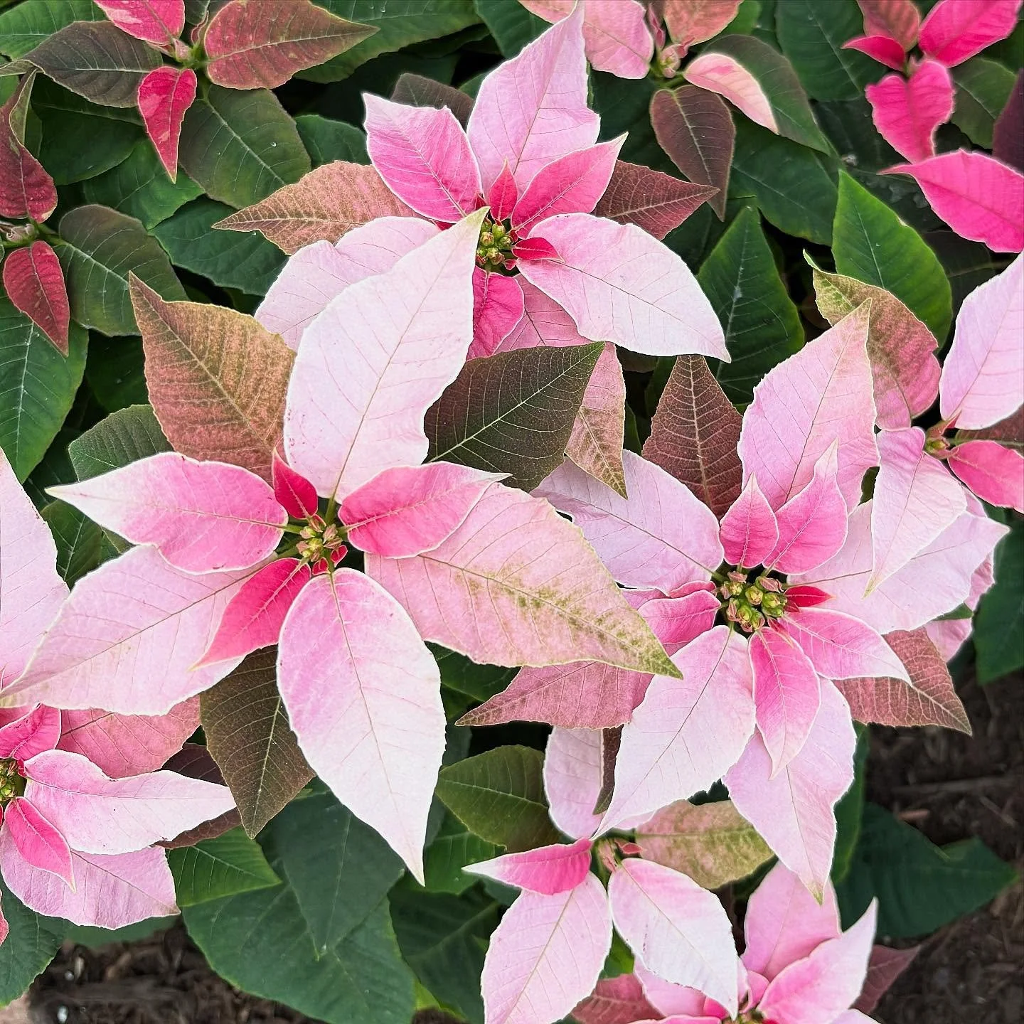 Happy New Year! ❤️

#flowers #flowerlovers