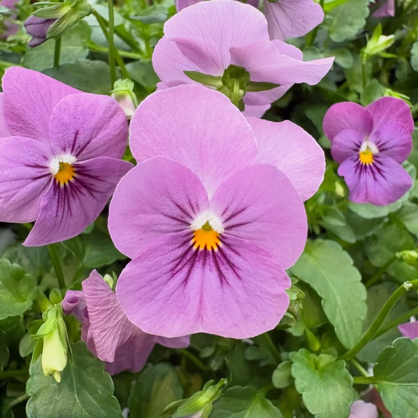 Tiny little orchids. 

#flowers #flowerlovers #orchids