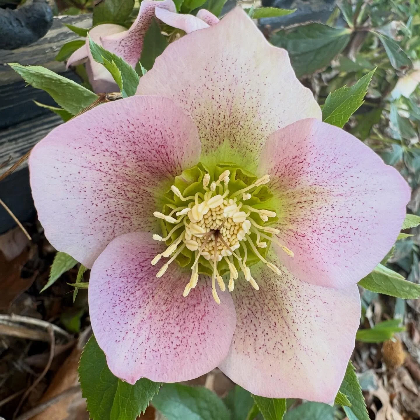 Hellebores are here! 

#flowers #flowerlovers #hellebores
