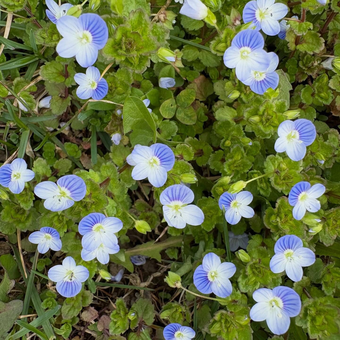 It&rsquo;s Spring!

#flowers #flowerlovers