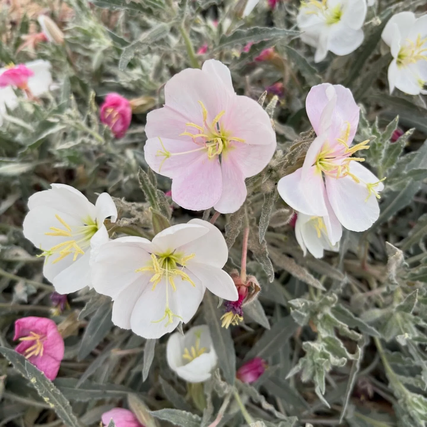 Joshua Tree beauties! ❤️

#flowers #flowerlovers