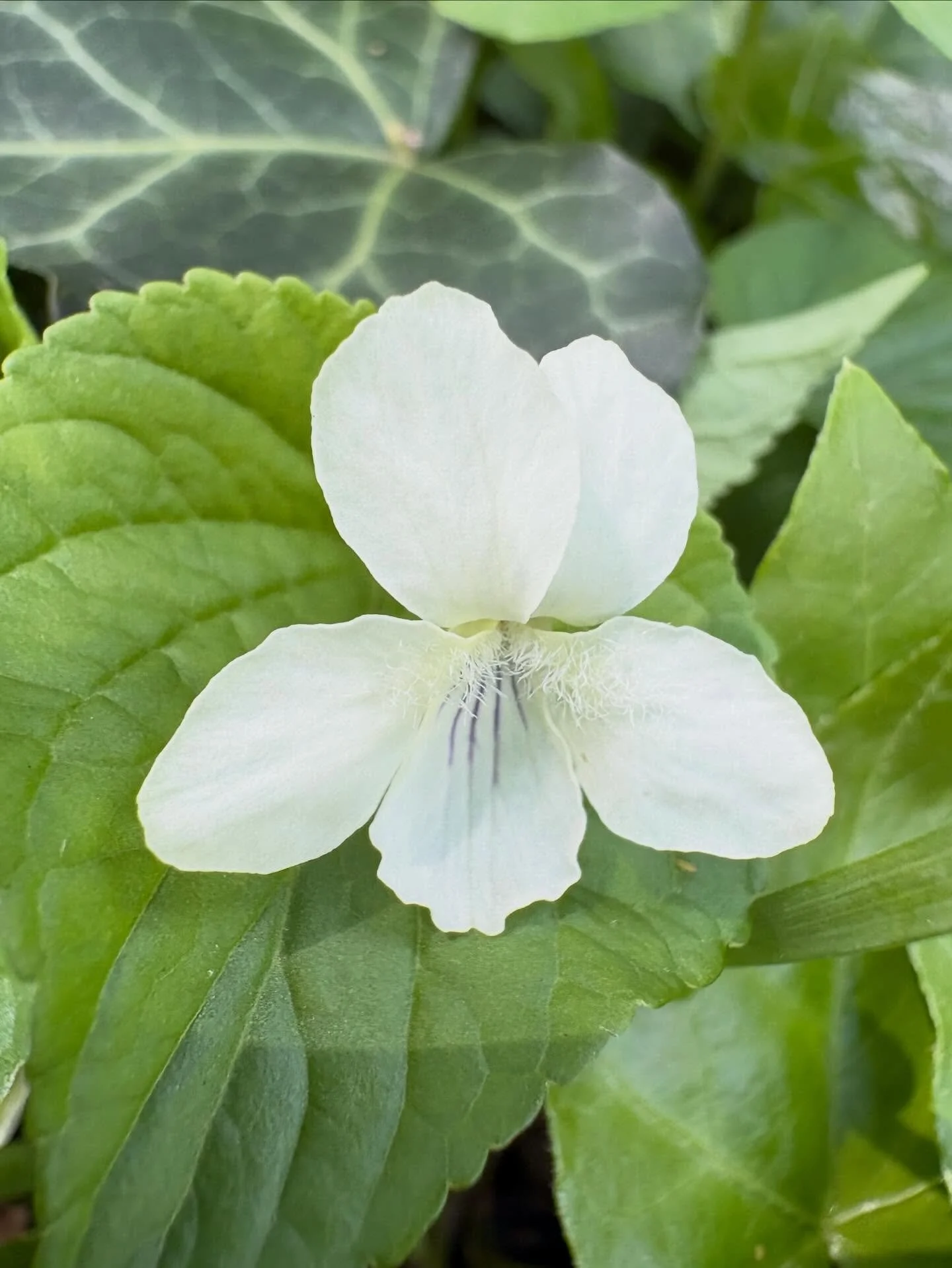 The violets are in bloom! ❤️

#flowers #flowerlovers