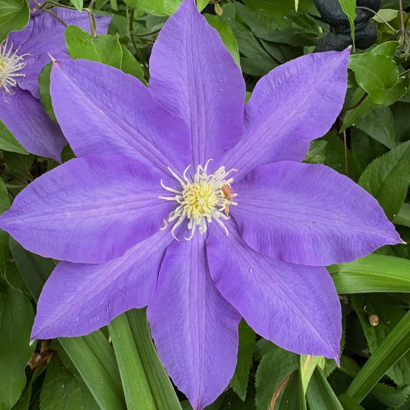 Clematis!

#flowers #flowerlovers