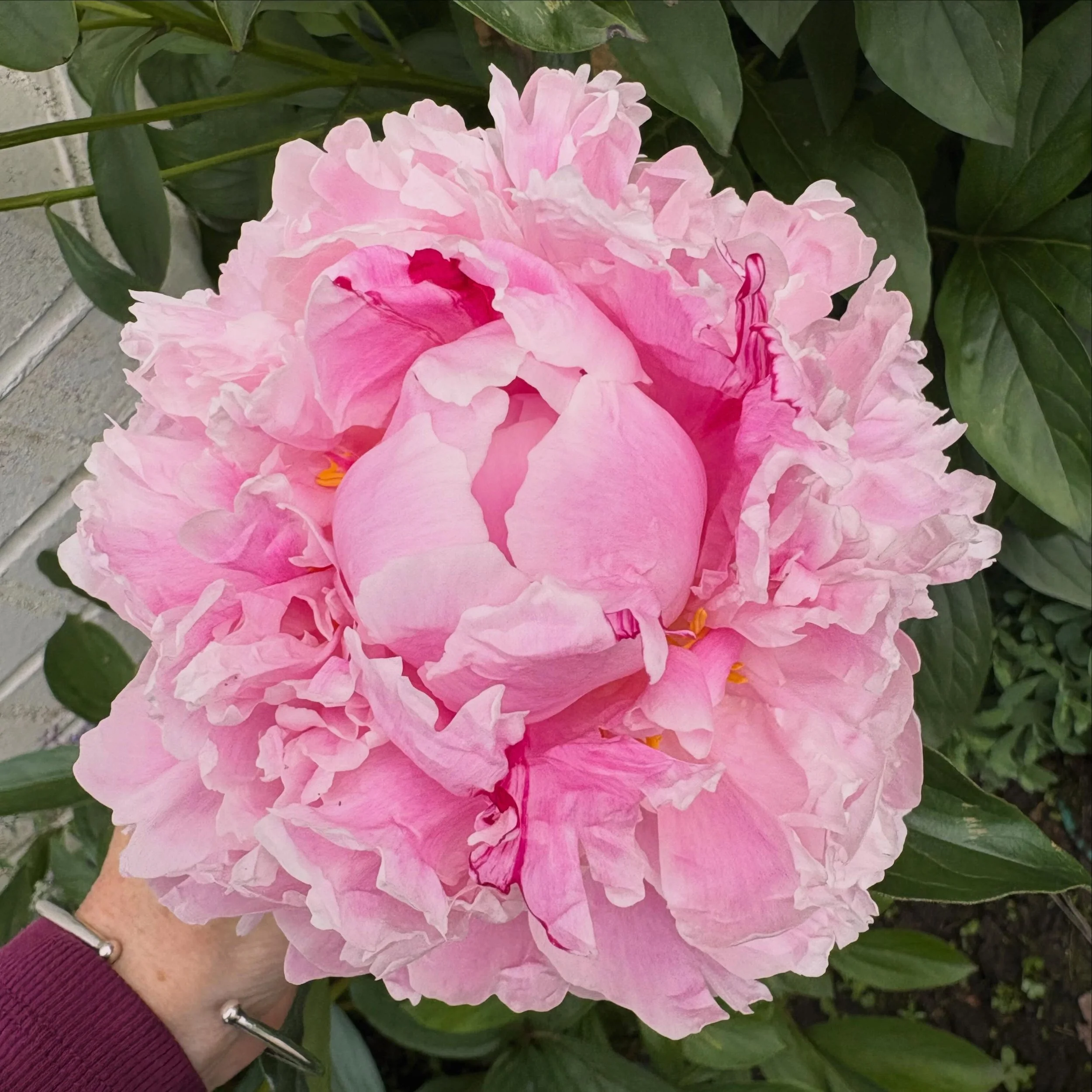 The peonies are here! ❤️
 
#flowers #flowerlovers #peonies