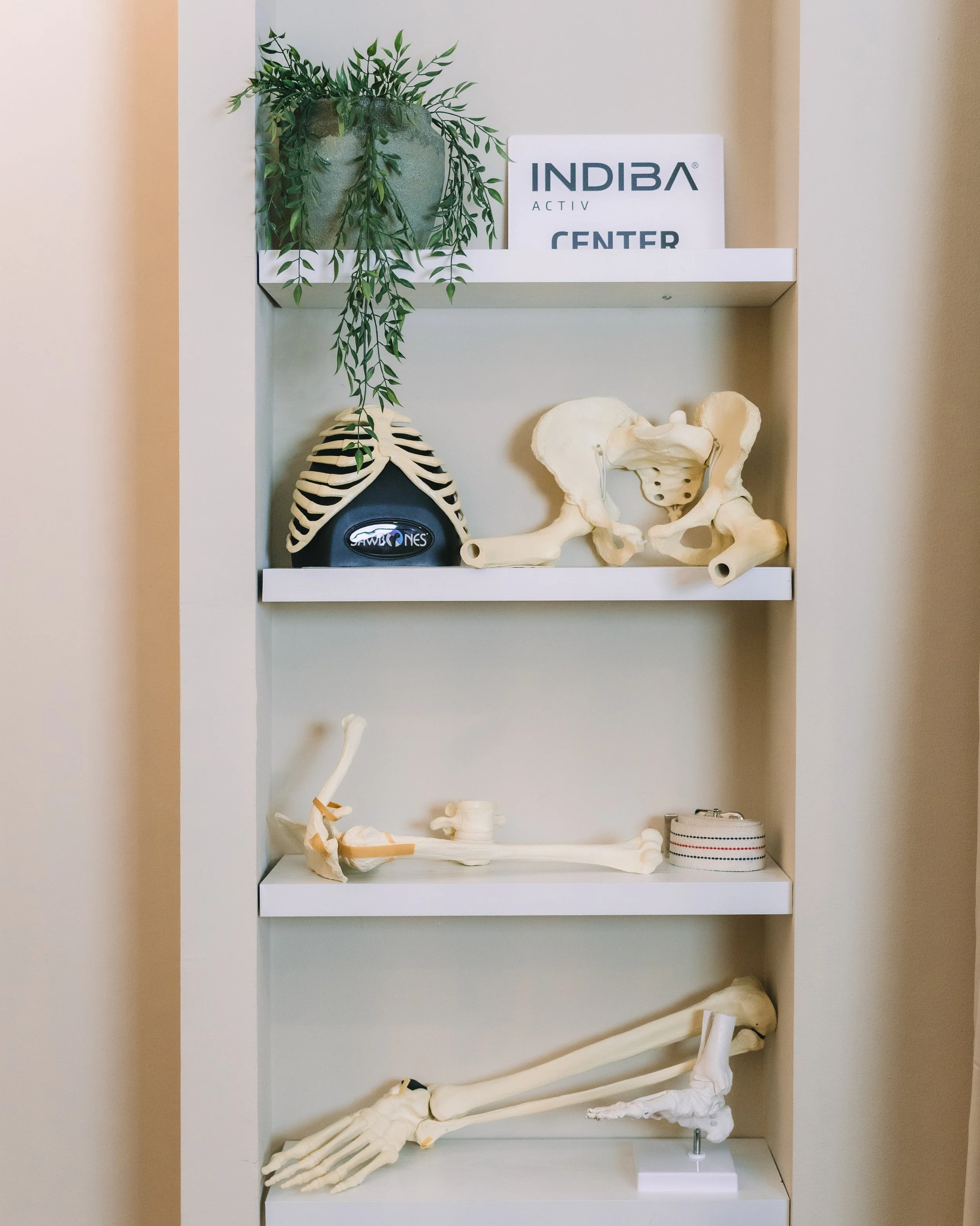Display shelf with a potted plant, medical sign, skeleton rib cage, pelvis, and a model arm on a white shelf in a medical setting.