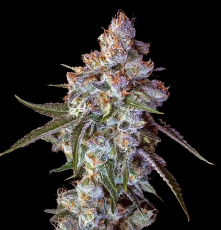 Cherry Pie f2 two reg seeds