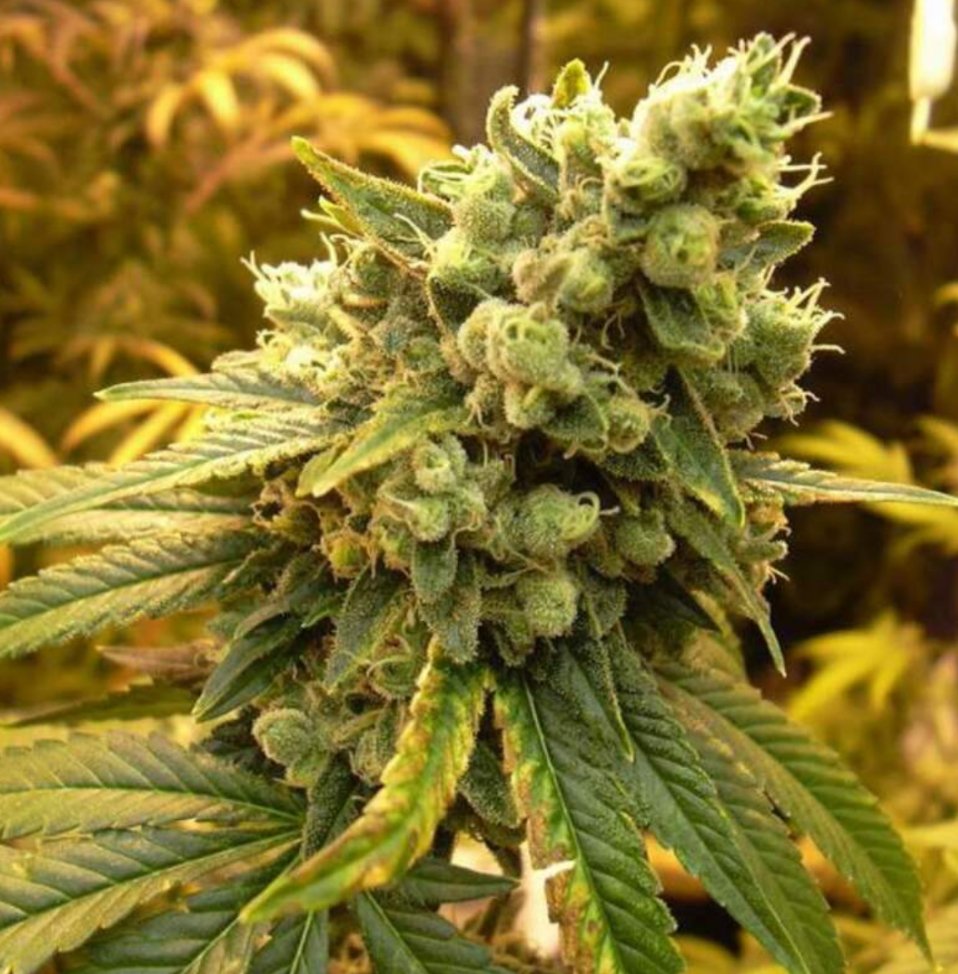 Sour Diesel f2 (Two Seeds for $2 dollars )