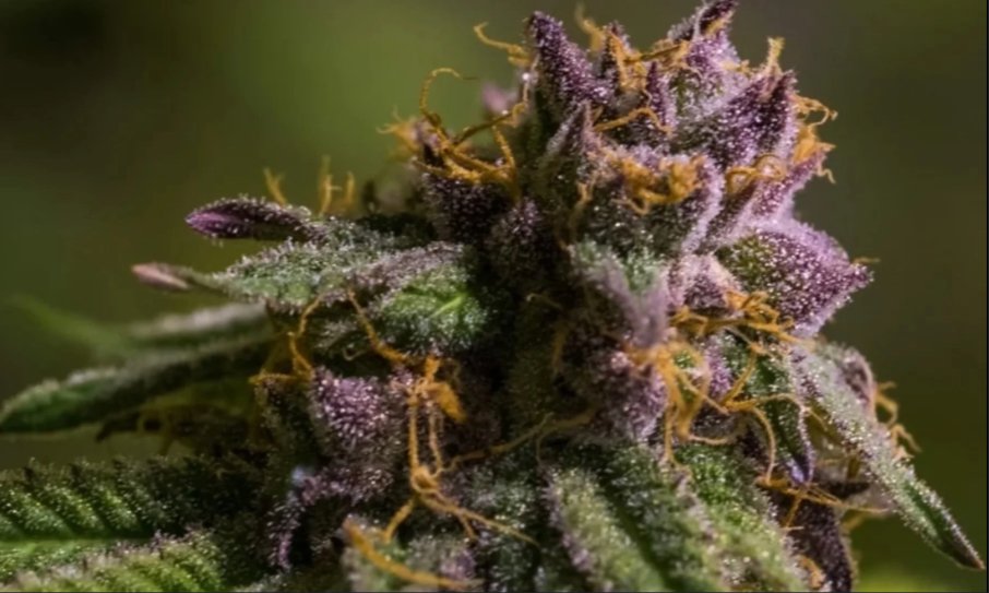 Purple Urkel f2 two reg seeds