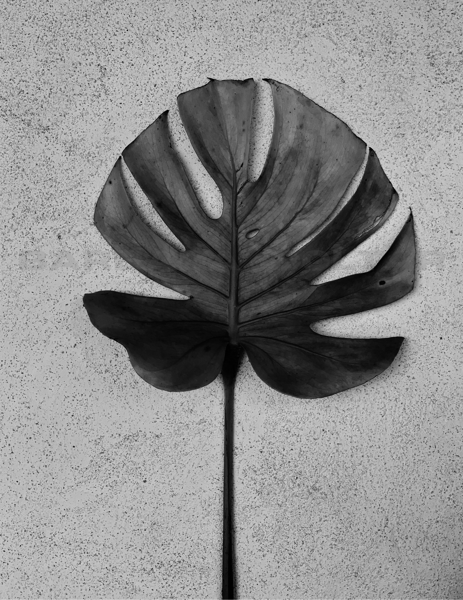 watermark monstera.png