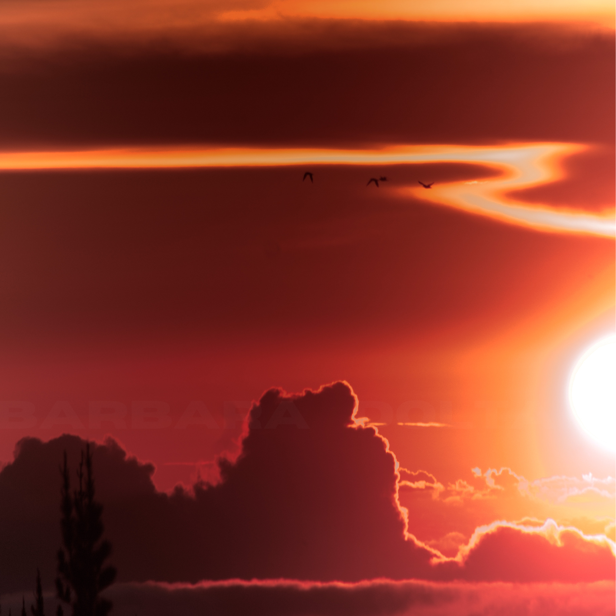 watermark red polipoli.png