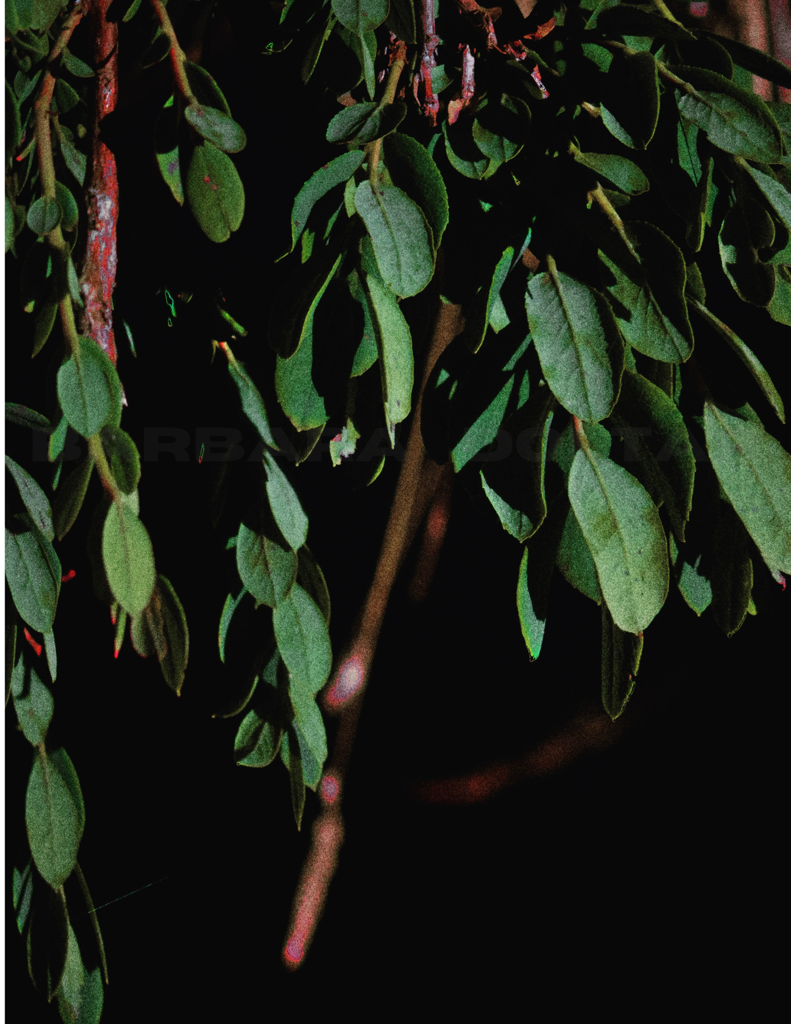 watermark poli poli dark.png