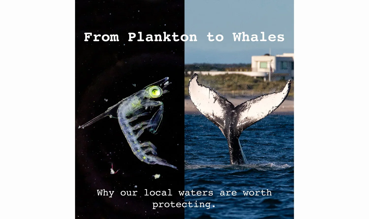 "From Plankton to Whales: Why our local waters are worth protecting" with the Fish Guy, Chris Paparo